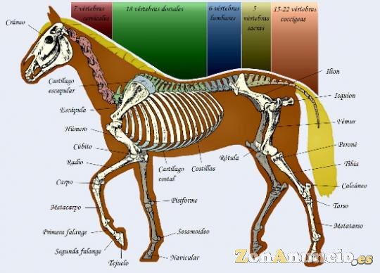 curso de Ayudante Técnico Veterinario